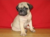 Gorgeous Pug puppy for sale